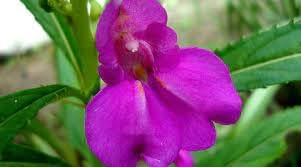 Balsam Camellia Flower Seeds – Heirloom Non-GMO Seeds for Garden Planting - Camellia for planting in home garden